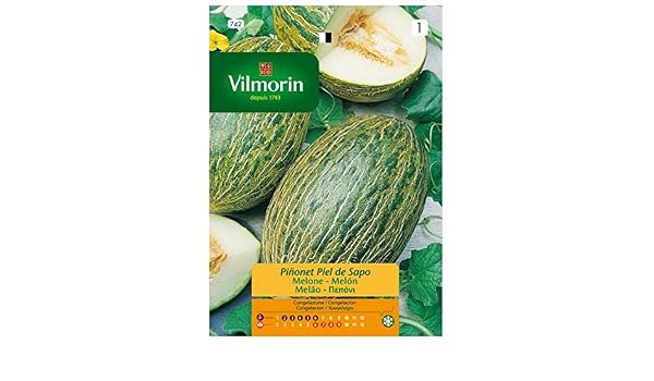 Semillas de MELÓN PIÑONET PIEL DE SAPO Vilmorin - Sobre 5g: Amazon ...