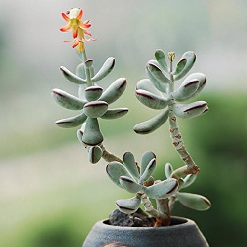 Dreamall 100pcs Seeds Succulent Flower Pseudotruncatella Living Stone Bonsai Mini P Cacti & Succulents