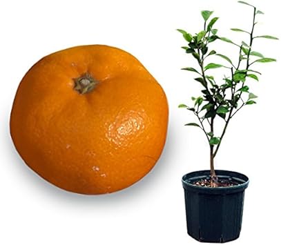 Amazon 鉢植え果樹 温州みかん 青島温州8号鉢植え 柑橘 かんきつ類苗木 果物 Amazon 鉢植え果樹 温州みかん 青島温州8号鉢植え 柑橘 かんきつ類苗木 果物