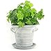 Window Garden Rustic Charm 6” Planter - Fine Home Décor Ceramic Indoor Decorative Pot. for or Herbs, Flowers, Succulents. Beautifully Packaged, Great Gift for Mom, Office, Holiday.