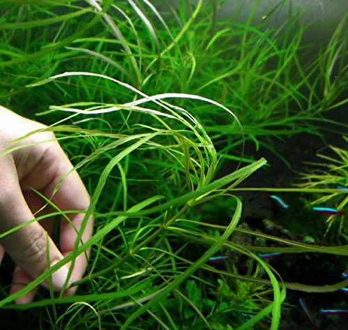 Pogostemon Octopus Potted Live Beginner Aquarium Decorations Aquatic Plants Exotic Freshwater For Fish Tank Aquascape by Mainam - Thumbnail 5