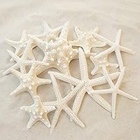 Tumbler Home Set of 12 - Pencil and Knobby Starfish ranging in Size from 1" to 6" - Wedding and Beach Decor