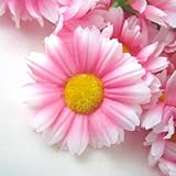 (12) Silk Pink White Edge Gerbera Daisy Flower Heads , Gerber Daisies - 1.75