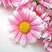 (12) Silk Pink White Edge Gerbera Daisy Flower Heads , Gerber Daisies - 1.75