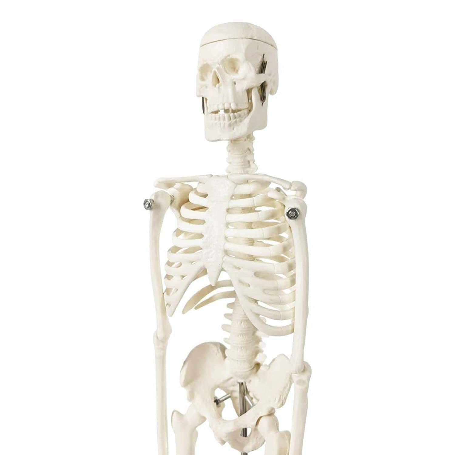 Photo 1 of Educational Materials, Anatomy Model Human Model Human Skeleton Model for Anatomy,Full Body Human Skeleton Model,Mini 17.7 Inches Plastic Material,Arms and Legs Movable for Medical Teaching,Displ