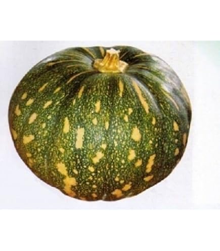 12 Japanese Heirloom Red Kuri Hokkaido Squash Seed - Organic Squash Se 12 Japanese Heirloom Red Kuri Hokkaido Squash Seed - Organic Squash Se