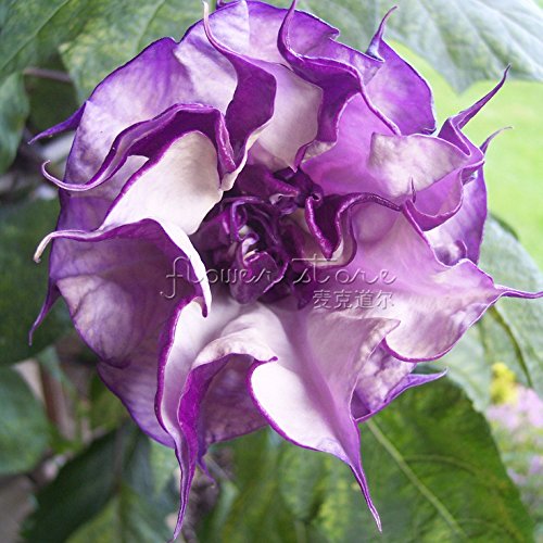 20 Purple Moonflower Seeds Gorgeous Night Blooming Beautiful Garden Flower Home decoration
