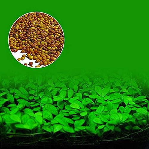 AquaPR Green Leafy Aquatic Plants Natural Aquarium Decoration Seeds 10g Bag