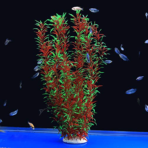 large aquarium plants