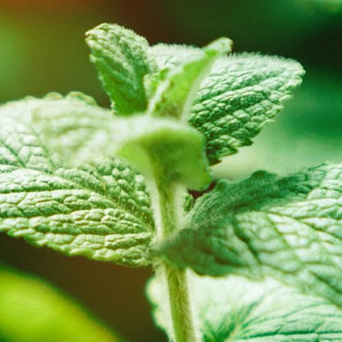 Peppermint & Tea Tree