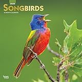 Songbirds 2020 12 x 12 Inch Monthly Square Wall Calendar with Foil Stamped Cover, Wildlife Animals B by