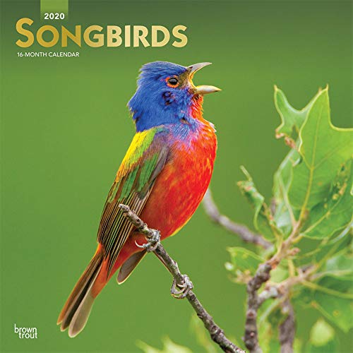 Songbirds 2020 12 x 12 Inch Monthly Square Wall Calendar with Foil Stamped Cover, Wildlife Animals B by