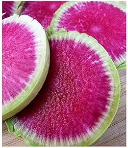 Red Meat Watermelon Radish Seeds - 125+ Seeds