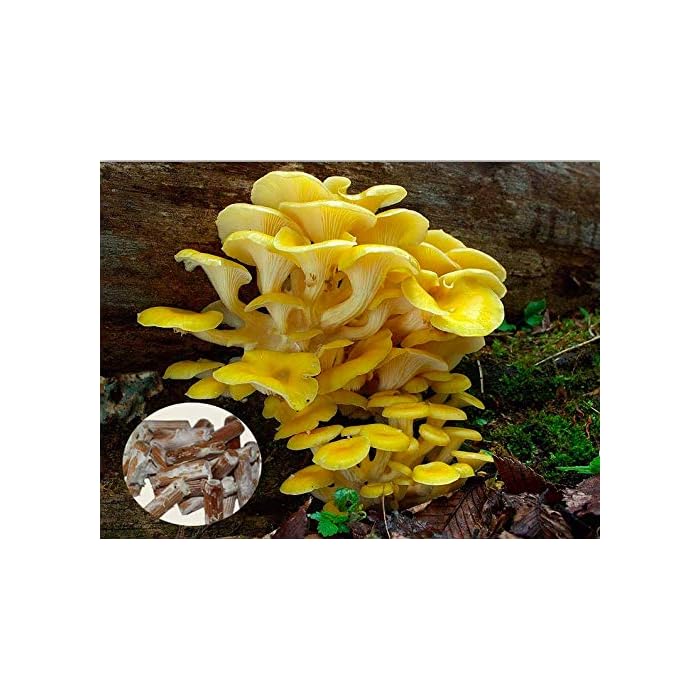 Buy Yellow Pleurotus pulmonarius Mushroom Mycelium Plug Spawn Grow Edible Gourmet & Medicinal