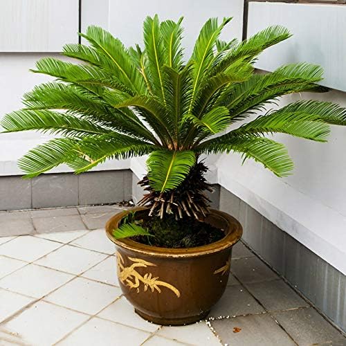 5Pcs Beautiful Cycad Seeds Sago Palm Tree Seeds Bonsai Seeds Garden Decor
