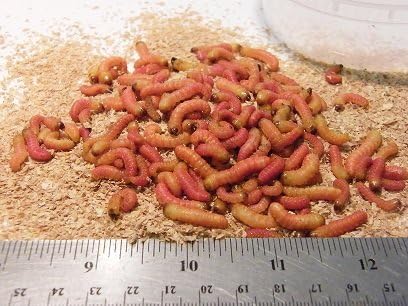 butter worms for reptiles