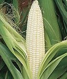 Silver Queen Sweet Corn 75 Seeds Upc 647923989373