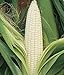 Silver Queen Sweet Corn 75 Seeds Upc 647923989373