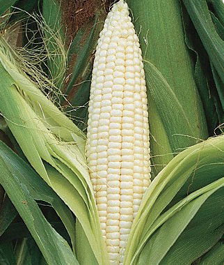 Silver Queen Sweet Corn 75 Seeds Upc 647923989373