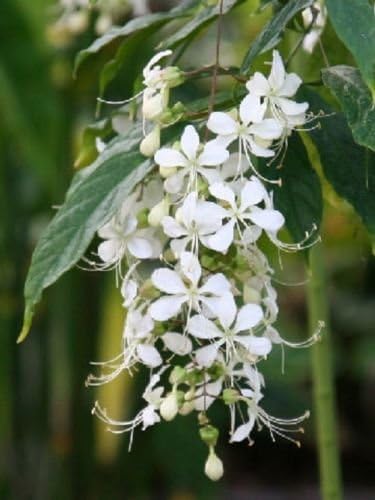 Clerodendrum Wallichii Bridal Veil White 1 Live Plant Quart Pot Amazon Ca Patio Lawn Garden