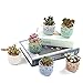 SUN-E 2.75 Inch Ceramic Owl Pattern Succulent Cactus Plant Pots Flower Pots Planters Containers Window Boxes Bonsai Pots Perfect for Candle Holder with Small Hole 6 Colors in Set