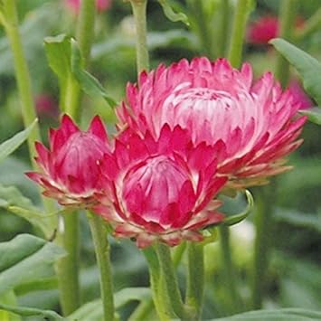 Amazon メール便配送 国華園 種 花たね 帝王貝細工 ローズ 1袋 0mg 発送が株式会社 国華園からの場合のみ正規品です 花