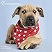 Rachael Hale Dogs Wall Calendar (2019) by 