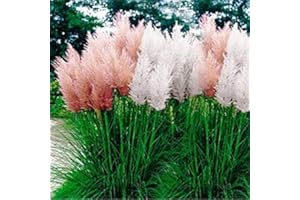 Outsidepride 1000 Seeds Perennial Cortaderia Selloana Pampas Ornamental Grass Seed Mix for Planting