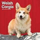 Welsh Corgis 2020 12 x 12 Inch Monthly Square Wall Calendar, Animals Dog Breeds by