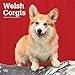 Welsh Corgis 2020 12 x 12 Inch Monthly Square Wall Calendar, Animals Dog Breeds by