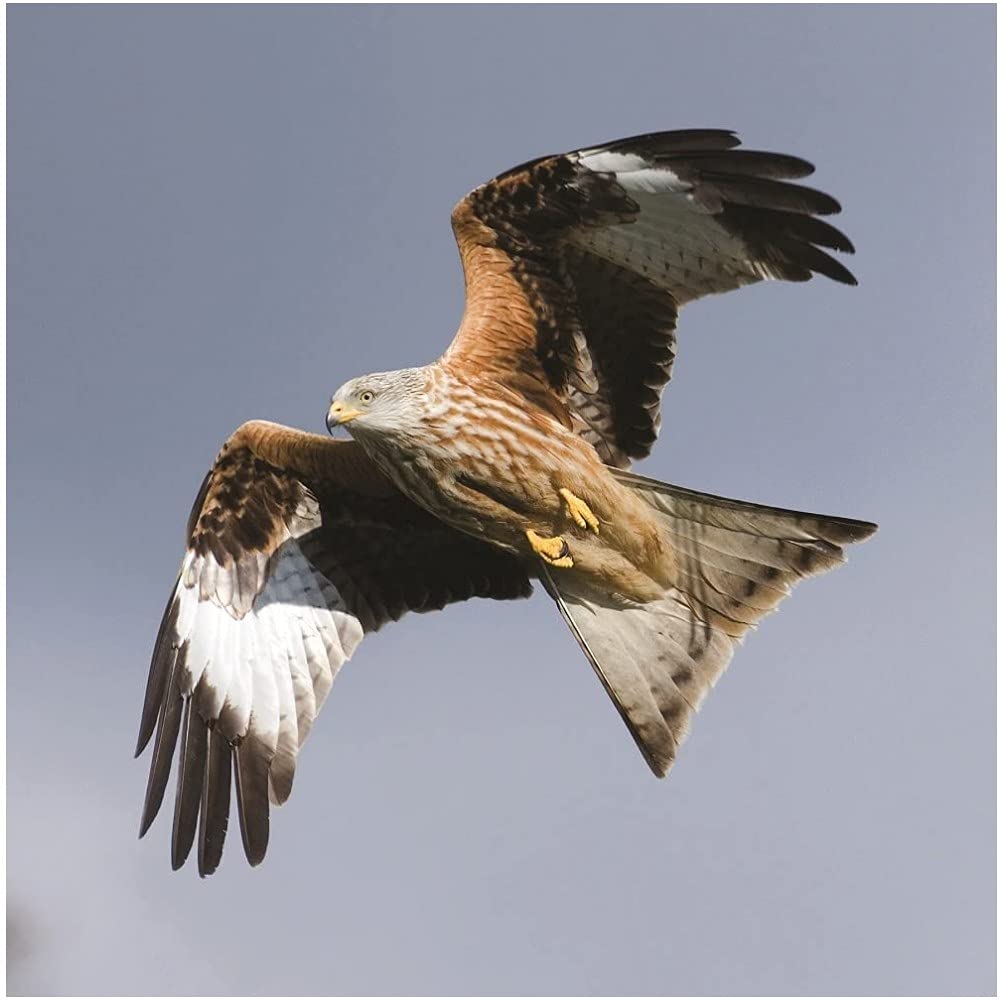Red Kite In Flight Sound Greeting Card Any Occasion Call Of The Wild Cards RWUK7023