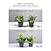 SANSI Flowering LED Grow Light Bulb, Ceramic Plant Light, HydroponiGrowing Light Bulbscs, Indoor Farming, Greenhouses (15w, E26 Socket, 16 LED Chips)