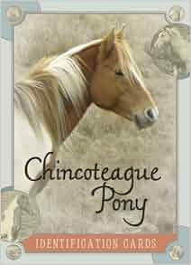 Chincoteague Pony Identification Cards Lois Szymanski