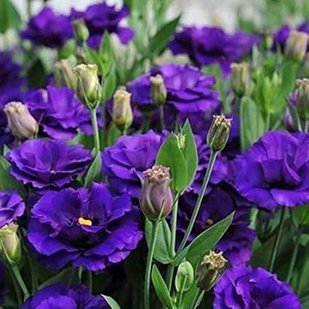 AIMADO Samen-50 Pcs Eustoma Blumensamen Mischung Farbenfrohe Blütenpracht für Garten und Wohnung Sommer Blumen Japanrose Saat