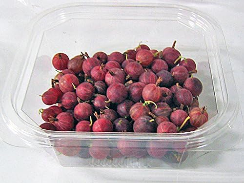 Amazon 北海道産 グーズベリー 生果実 500g グースベリー グスベリ 期間限定 8月上旬 出荷元 北海道四季工房 北海道四季工房 ベリー類 通販