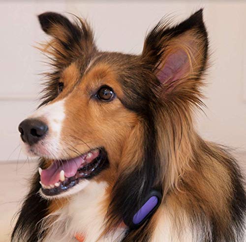 PETBLE Dog Cat Pet Smart Tag Tracker - Portable Bluetooth Wireless 4.0 Lightweight, Waterproof, Compatible with Multiple Smart Devices 24/7 Activity Monitor Pet Health Tracker for IOS Android (Yellow) - Thumbnail 7