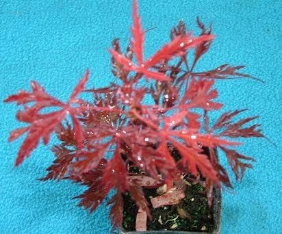 RED Dragon Laceleaf Japanese Maple - 1 Year Graft