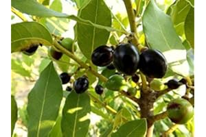 Bay Laurel Tree Seeds (Laurus nobilis), Pack of 50, Sweet Bay Laurel Tree