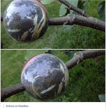 Cutting Globe 6 Medium For Your Trees And Shrubs Air Layering Made - cutting globe 6 medium for your trees and shrubs air layering made easy grow roots on