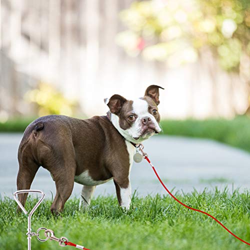 dog stake for camping