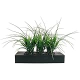 Laura Ashley Green Grass in Contemporary Wood Planter