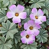 super1798 10Pcs Shamrock Oxalis Triangularis Bulbs Leaf Flower Seeds Garden Plant