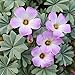 super1798 10Pcs Shamrock Oxalis Triangularis Bulbs Leaf Flower Seeds Garden Plant