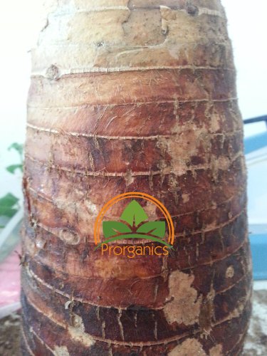 2 Pounds of Malanga Xanthosoma Lila by Prorganics