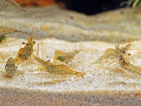 Amazon Com 20 Live Feeder Shrimp For Saltwater Reef Fish Tank
