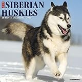 Just Siberian Huskies 2020 Wall Calendar (Dog Breed Calendar) by 