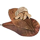 SunGrow Hermit Crab Almond Leaves, 7 inches Long, Dried Leaves for Added Humidity, Delicious Crab Treat and Source of Cellulose, Enjoyed By Many Other Species, Hermit Crabs and Snails Love It, 10 Pack