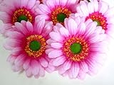 (12) BIG Silk Pink Gerbera Daisy Flower Heads , Gerber Daisies - 3.5