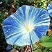 Flying Saucer Morning Glory 30 Seeds - UNTREATED/FRESH