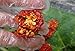 Three Squirrels, Dried Whole Ghost Chilies Peppers, Ghost Peppers, More than 1 million SHUs, Hottest Chili, Approx. 60 Pods, 2 oz.